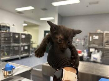 Domestic Short Hair Cats Available for Adoption in Thousand Palms, California - ESPRESSO | PetCurious