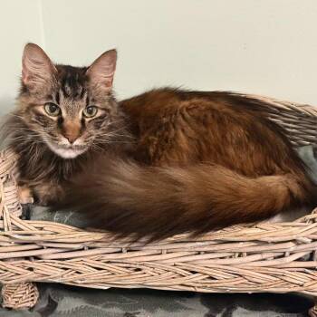 Lenox -  Domestic Medium Hair Cat for Adoption in Kansas City, Missouri - Lenox | PetCurious
