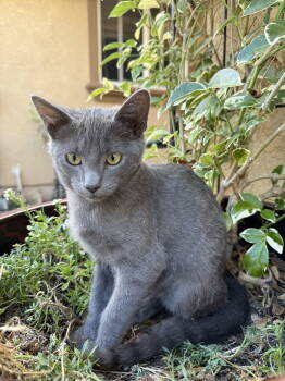 Rescue Domestic Short Hair Cats for Adoption in San Jose, California - Hazel & Smokey Bonded Pair (Courtesy Post) | PetCurious