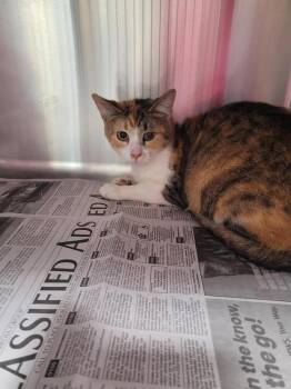 Domestic Short Hair Cats Available for Adoption - Phoebe | PetCurious