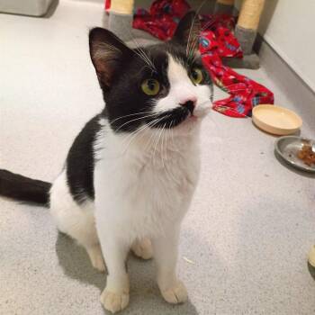 Viktor -  Domestic Short Hair Cat for Adoption in Murray, Utah - Viktor | PetCurious