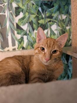 Butter Ball -  Domestic Short Hair Cat for Adoption in Beaverton, Oregon - Butter Ball | PetCurious