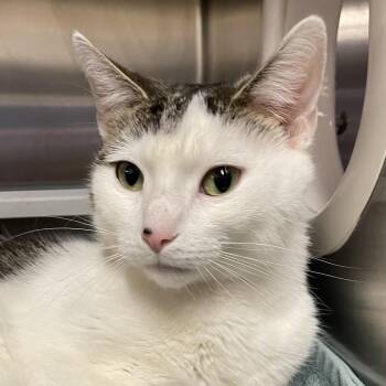 Greta -  Domestic Short Hair Cat for Adoption in York, Pennsylvania - Greta | PetCurious