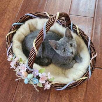 Grisou (Russian Blue Mix) -  Russian Blue and Domestic Short Hair Cat for Adoption in Allen, Texas - Grisou (Russian Blue Mix) | PetCurious