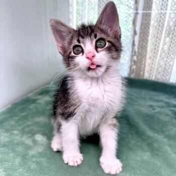 Rescue Domestic Short Hair Cats for Adoption in Austin, Texas - Zeke Luther 29 | PetCurious