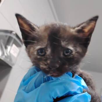 Honey -  Domestic Short Hair Cat for Adoption in Summerville, South Carolina - Honey | PetCurious