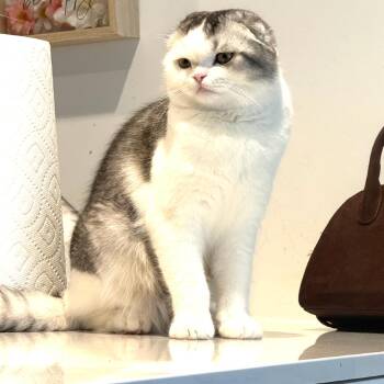 Scottish Fold Cats Available for Adoption - Glasgow | PetCurious