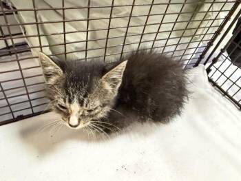Domestic Short Hair Cats Available for Adoption in Doral, Florida - BOBBY | PetCurious