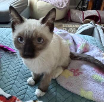 Solar Flare -  Domestic Short Hair Cat for Adoption in Lincoln, California - Solar Flare | PetCurious