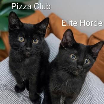 Pizza Club -  Domestic Short Hair Cat for Adoption in Fredericksburg, Virginia - Pizza Club | PetCurious