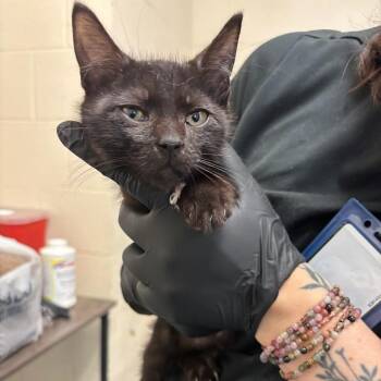 Trippy -  Domestic Short Hair Cat for Adoption in Memphis, Tennessee - Trippy | PetCurious