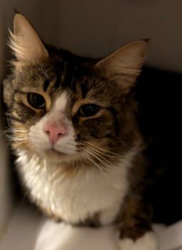 Rescue Domestic Medium Hair Cats for Adoption in Phoenix, Arizona - Mori | PetCurious