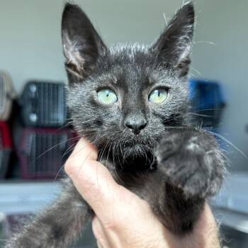 Christian -  Domestic Short Hair Cat for Adoption in Matteson, Illinois - Christian | PetCurious