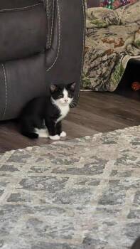 Rescue Domestic Short Hair Cats for Adoption in Abbotsford, British Columbia - Roca | PetCurious