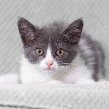 Dobby -  Domestic Short Hair Cat for Adoption in Sunnyvale, California - Dobby | PetCurious