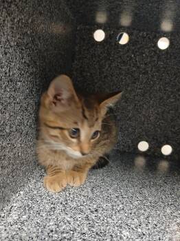 Crosby -  Domestic Short Hair Cat for Adoption in Greenfield, Indiana - Crosby | PetCurious