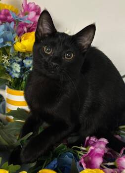 Domestic Short Hair Cats Available for Adoption - 01/05/26 Elsa | PetCurious