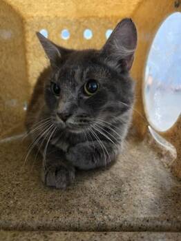BOB -  Domestic Medium Hair and Domestic Short Hair Cat for Adoption in Tallahassee, Florida - BOB | PetCurious