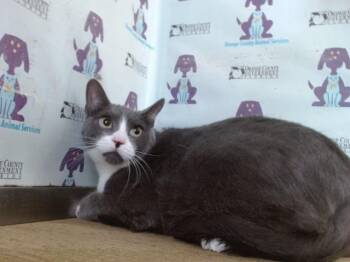LELALEN -  Domestic Short Hair Cat for Adoption in Orlando, Florida - LELALEN | PetCurious