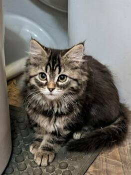 Morgan -  Domestic Long Hair and Tabby Cat for Adoption in Cuyahoga Falls, Ohio - Morgan | PetCurious