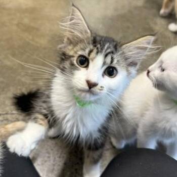 Slipper -  Domestic Medium Hair Cat for Adoption in Portland, Oregon - Slipper | PetCurious