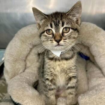 Domestic Short Hair Cats Available for Adoption - Knitting | PetCurious