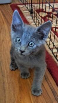 Rescue Domestic Short Hair Cats for Adoption in Temecula, California - Little Elliott | PetCurious