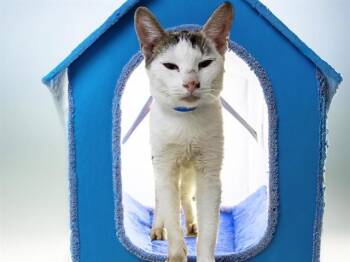 Domestic Short Hair Cats Available for Adoption - JACOB | PetCurious