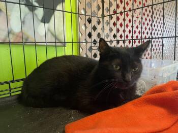 Domestic Short Hair Cats Available for Adoption - Rudolpha | PetCurious