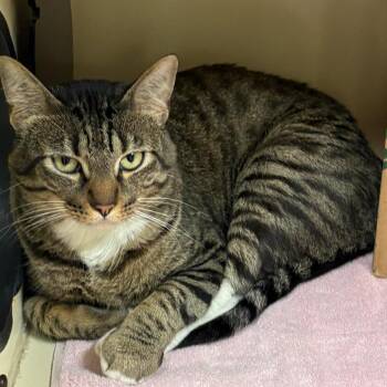 Leisure Suit Lawrence -  Domestic Short Hair Cat for Adoption in Austin, Texas - Leisure Suit Lawrence | PetCurious
