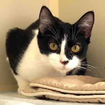 Rescue Domestic Short Hair Cats for Adoption in Tallahassee, Florida - Gina @ Fat Cat Cafe | PetCurious