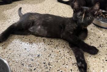 Tiramisu Delights -  Tortoiseshell and Domestic Short Hair Cat for Adoption in Chandler, Arizona - Tiramisu Delights | PetCurious