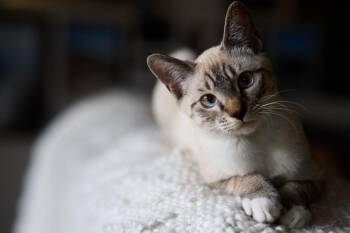 Rescue Siamese and Domestic Short Hair Cats for Adoption in Kirby, Texas - Oats | PetCurious