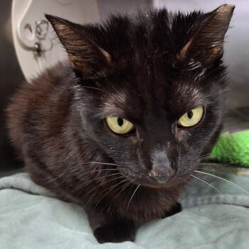 Domestic Short Hair Cats Available for Adoption in Lakeland, Florida - Shadow | PetCurious