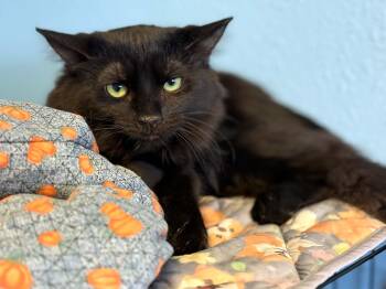 Boo -  Domestic Long Hair and Domestic Medium Hair Cat for Adoption in Phoenix, Arizona - Boo | PetCurious