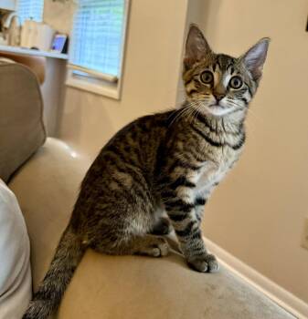 Padfoot -  Tabby and Domestic Short Hair Cat for Adoption in Dublin, Ohio - Padfoot | PetCurious