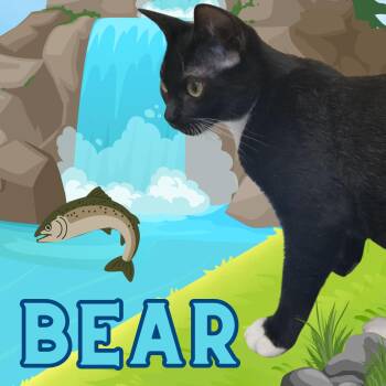 Bear -  Domestic Short Hair Cat for Adoption in Aransas Pass, Texas - Bear | PetCurious