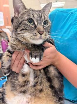 NANI -  Domestic Short Hair Cat for Adoption in Doral, Florida - NANI | PetCurious