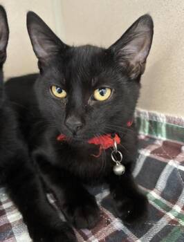 Clifford - I AM AT PetSmart Northborough -  Domestic Short Hair Cat for Adoption in East Brookfield, Massachusetts - Clifford - I AM AT PetSmart Northborough | PetCurious