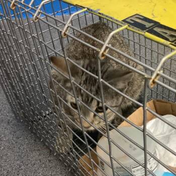 Domestic Short Hair Cats Available for Adoption in Montgomery, Alabama - Juliette | PetCurious