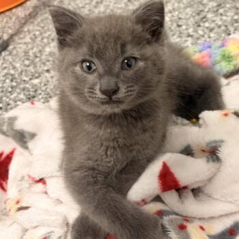 Mowgli -  Domestic Short Hair Cat for Adoption in Bryan, Ohio - Mowgli | PetCurious