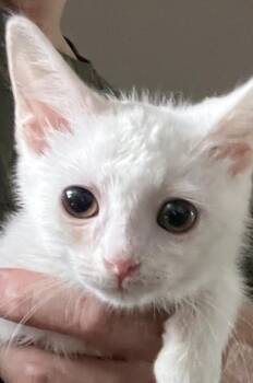 Betty White -  Domestic Short Hair Cat for Adoption in Knoxville, Tennessee - Betty White | PetCurious