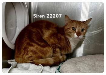 SIREN -  Domestic Short Hair Cat for Adoption in Marietta, Georgia - SIREN | PetCurious