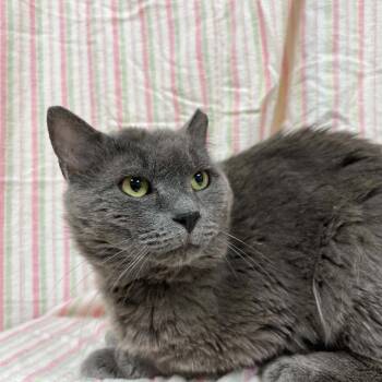 Epilogue -  Domestic Short Hair Cat for Adoption in Lyndhurst, Virginia - Epilogue | PetCurious