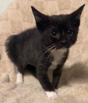 Atom -  Domestic Short Hair Cat for Adoption in Ocala, Florida - Atom | PetCurious