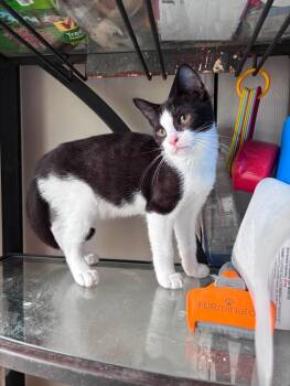 Douglas Fairbanks -  Domestic Short Hair Cat for Adoption in Milton, Delaware - Douglas Fairbanks | PetCurious