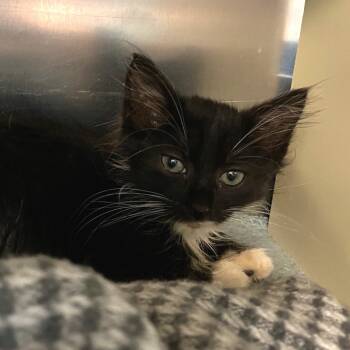 Rescue Domestic Long Hair Cats for Adoption in Vineland, New Jersey - Winifred | PetCurious