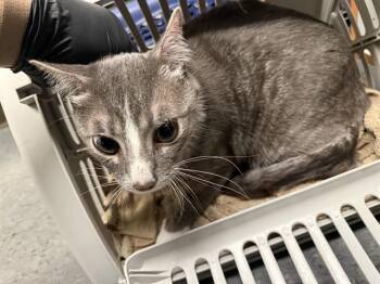 Domestic Short Hair Cats Available for Adoption in Kent, Washington - SANCHO | PetCurious