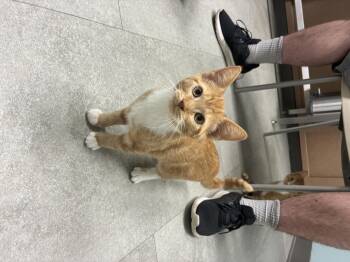 Rescue Domestic Short Hair Cats for Adoption in Media, Pennsylvania - Clove | PetCurious