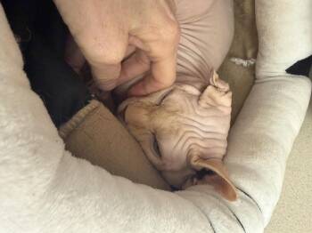 Avorio -  Sphynx Hairless Cat Cat Available for Adoption in Salem, New Hampshire - Avorio | PetCurious